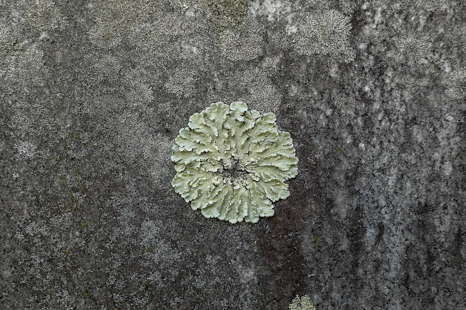 Close-up of pale, leaf-like foliose lichen attached to a granite headstone surface