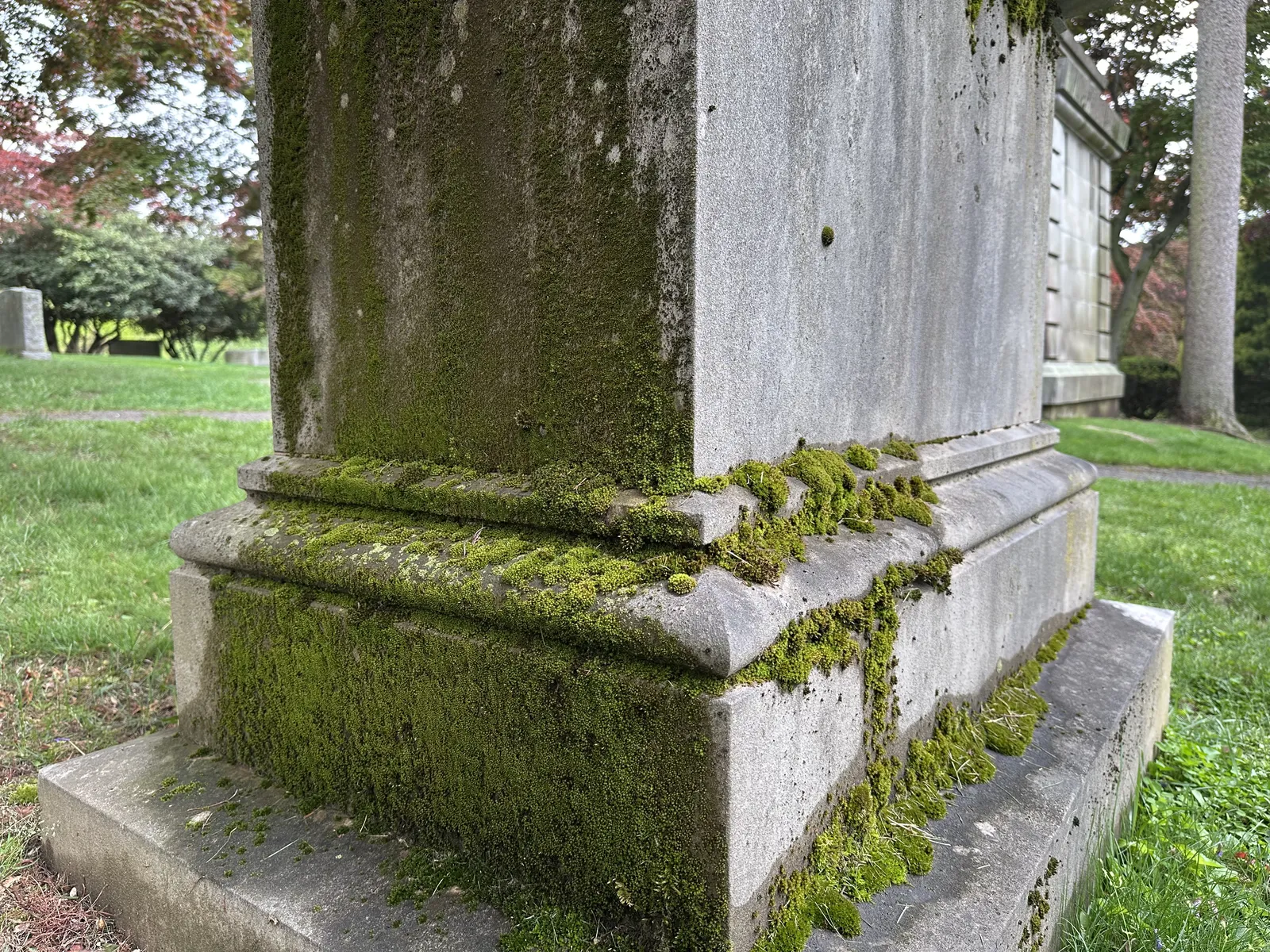 Patches of green moss growing on the surface of a damp, shaded granite monument