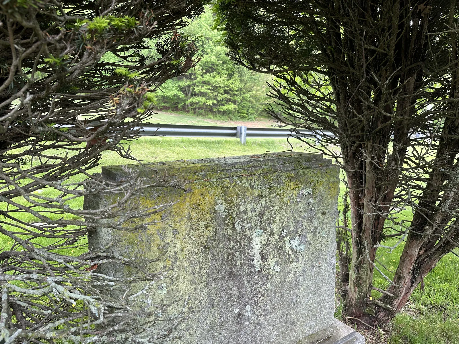 A granite monument with tall shrubs growing up against either end, shading the sides of the stone and restricting air movement